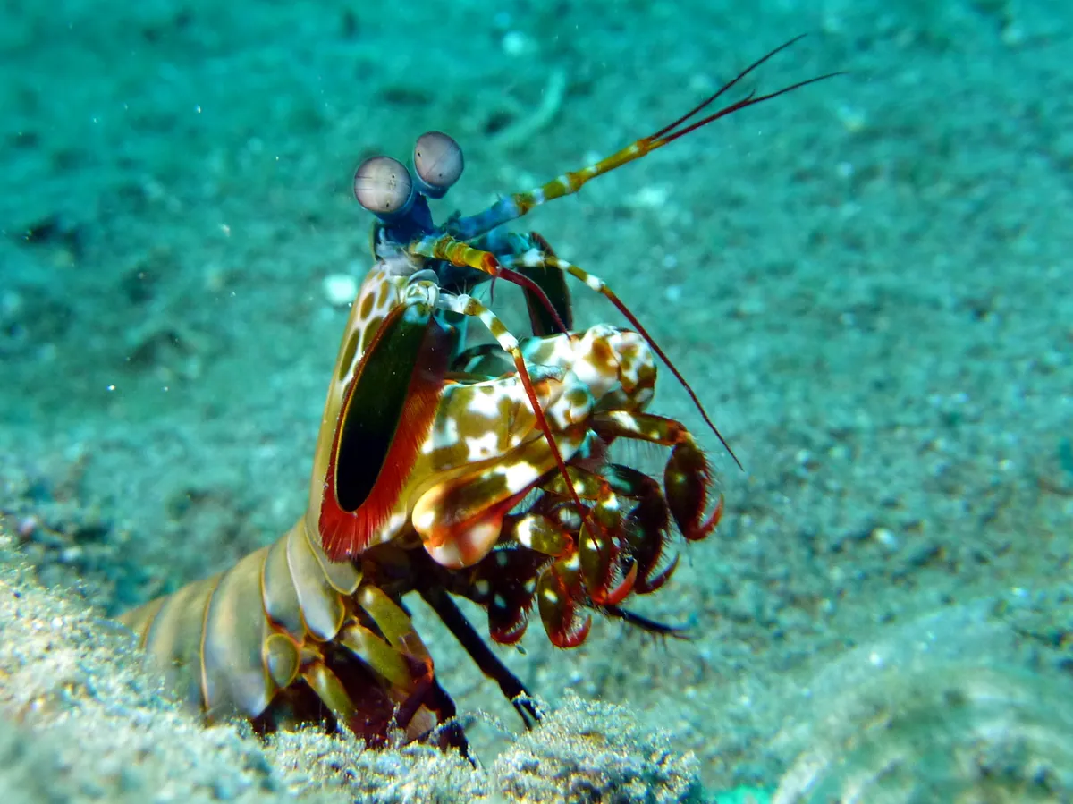 Peacock mantis shrimp