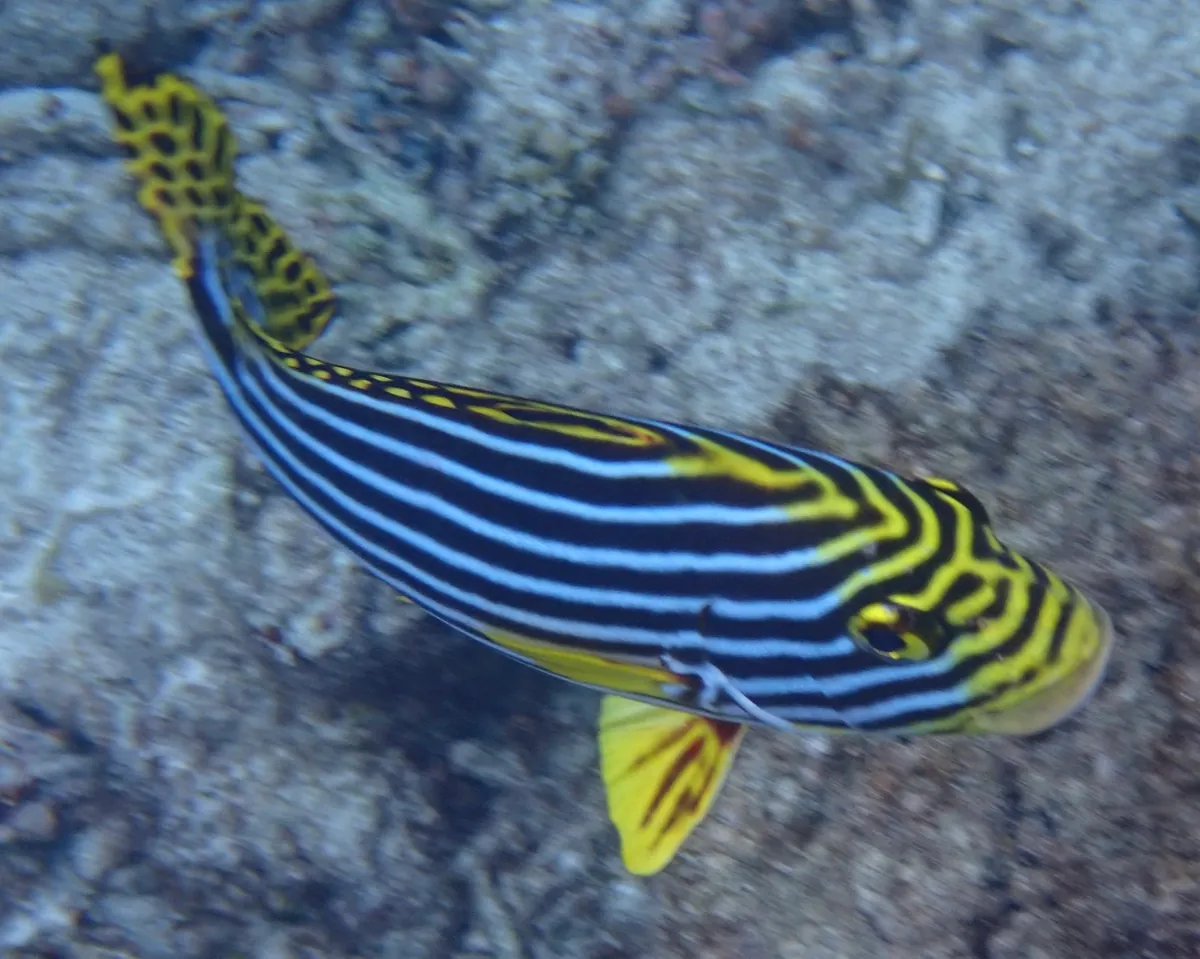 Sweetlips