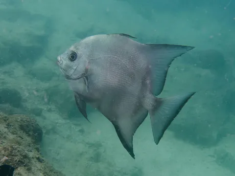 Atlantic Spadefish