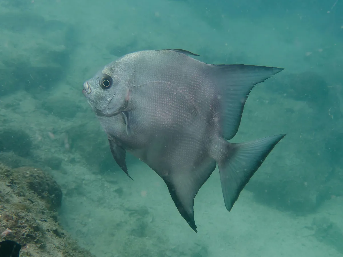 Atlantic Spadefish