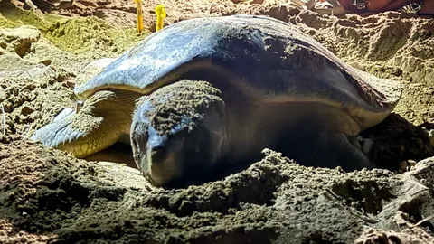 Flatback Sea Turtle