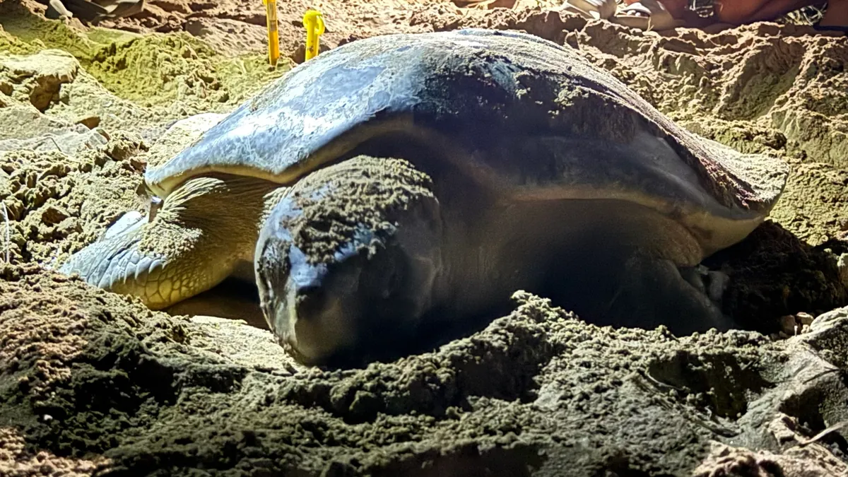 Flatback Sea Turtle