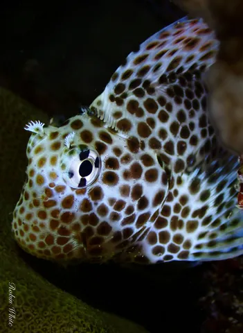 Leopard blenny