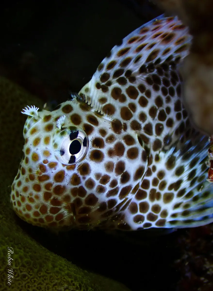 Leopard blenny
