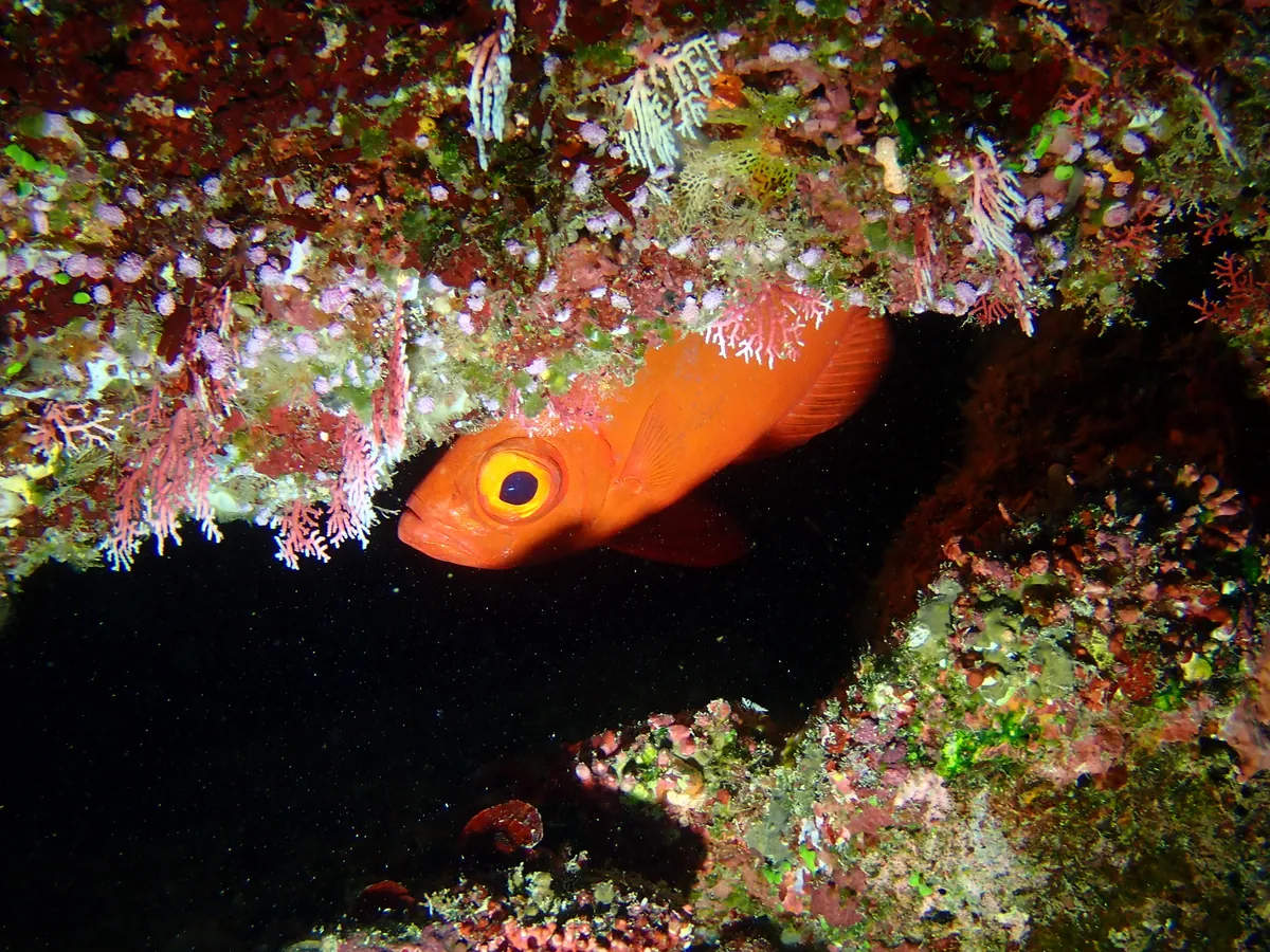 Crescent-tail Bigeye