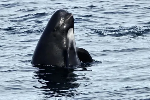 Long-finned pilot whale