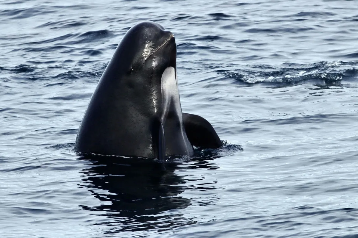 Long-finned pilot whale