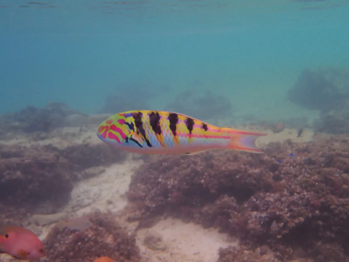 Sixbar wrasse