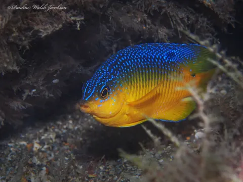 Damselfish