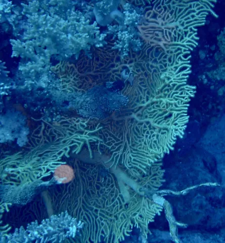 Giant Sea Fan
