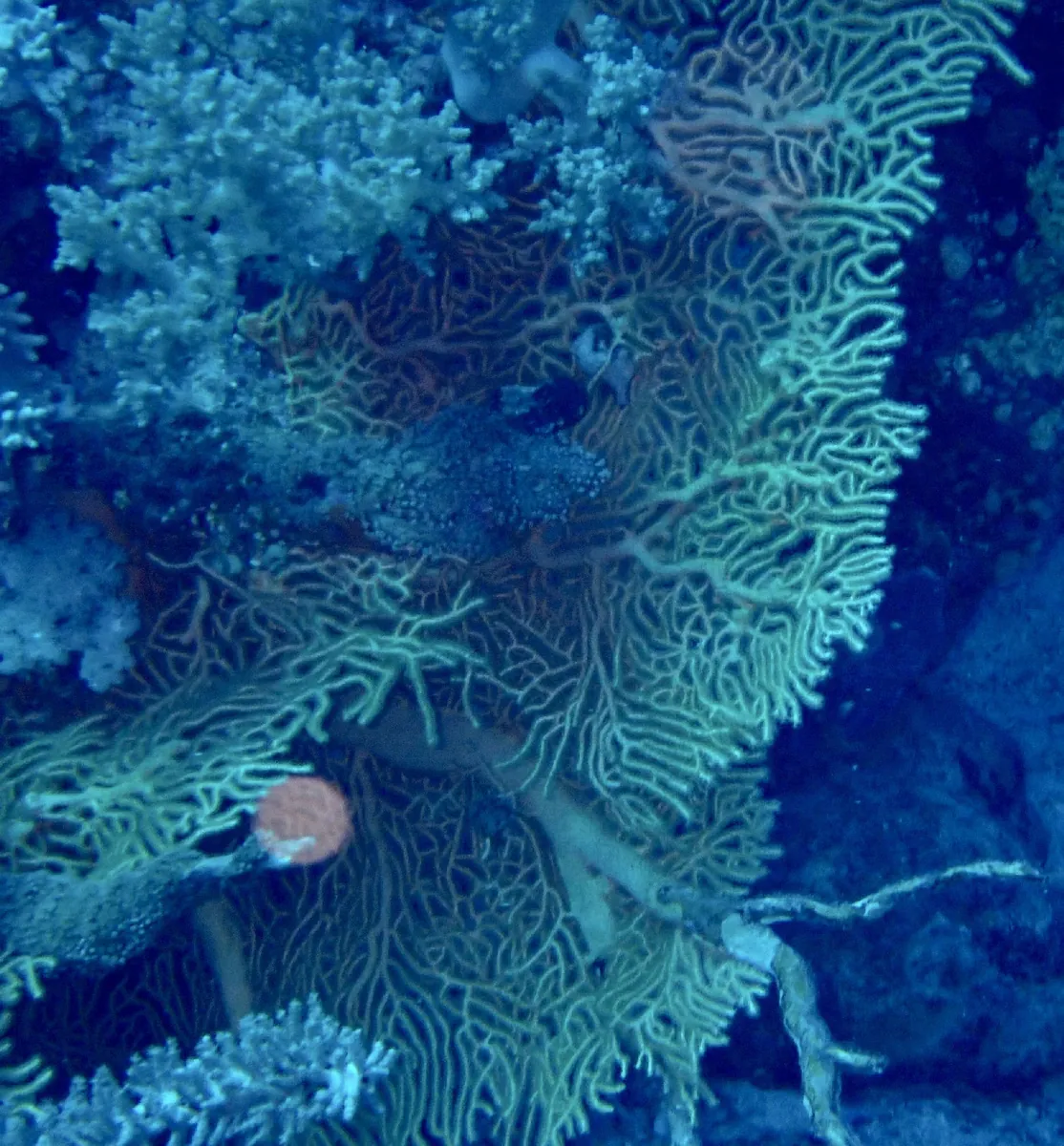 Giant Sea Fan