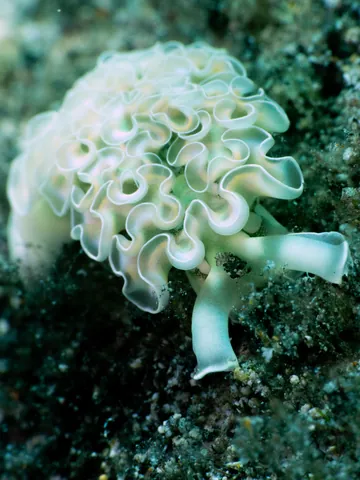 Lettuce sea slug
