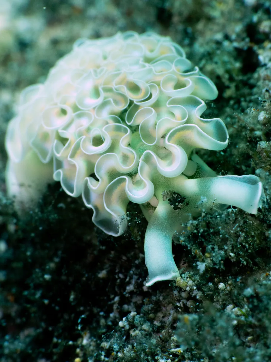 Lettuce sea slug