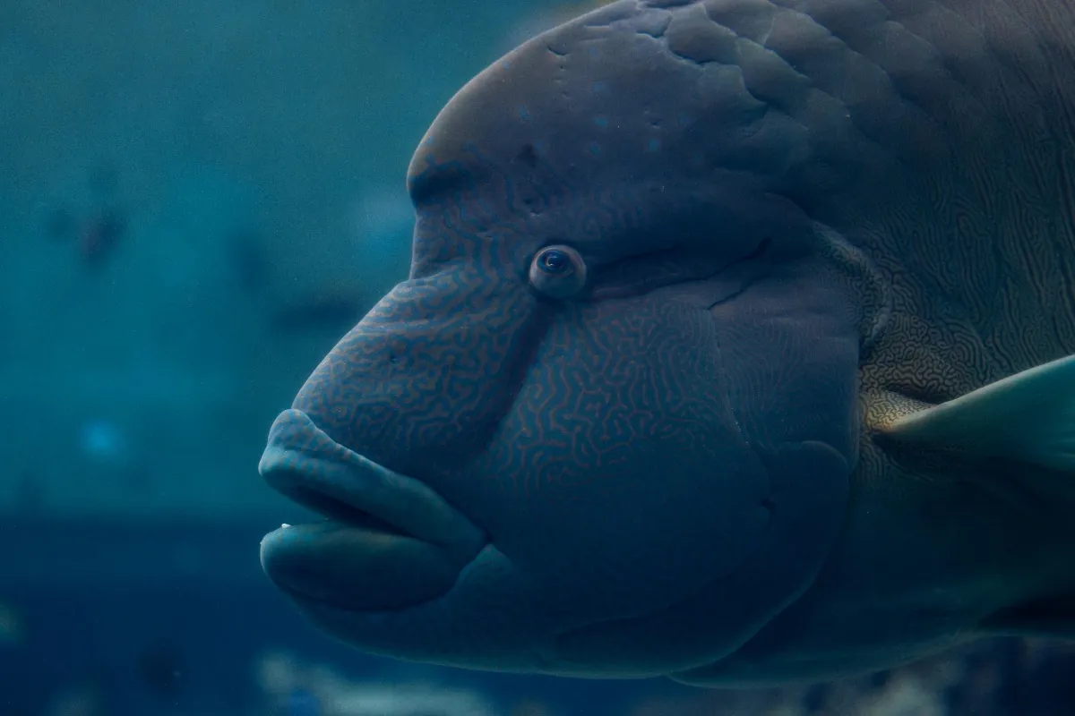 Wrasses