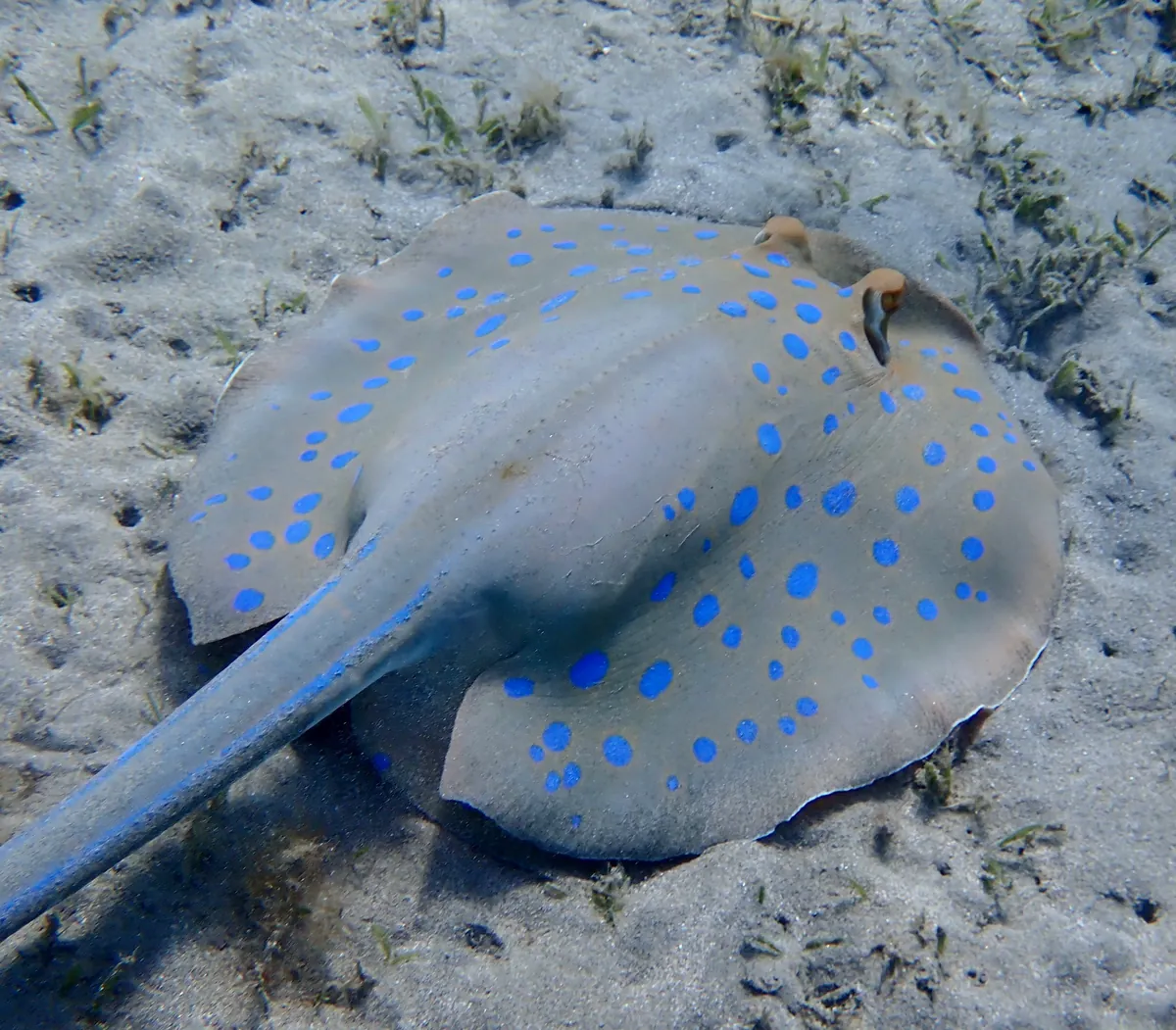 Ribbontail stingray