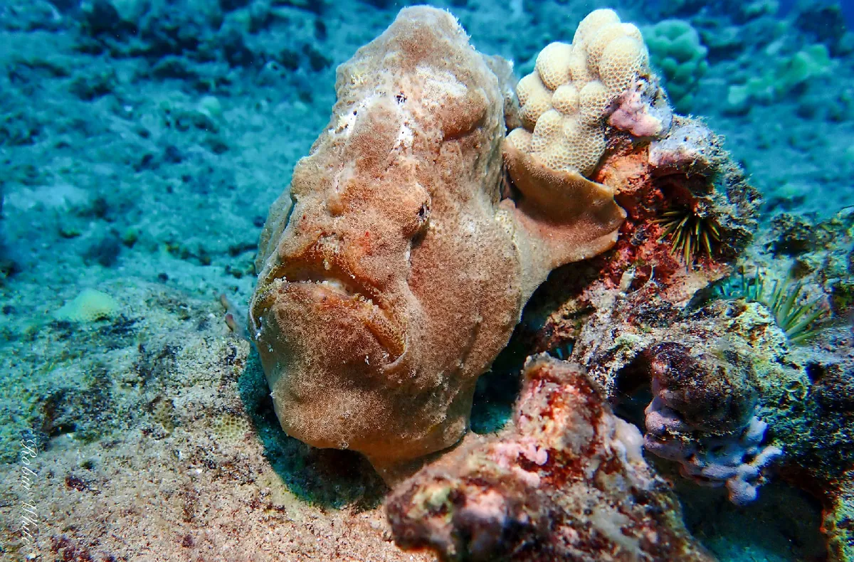 Giant frogfish