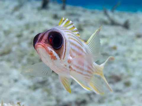 Longspine Squirrelfish