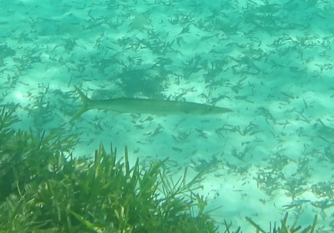 Snook