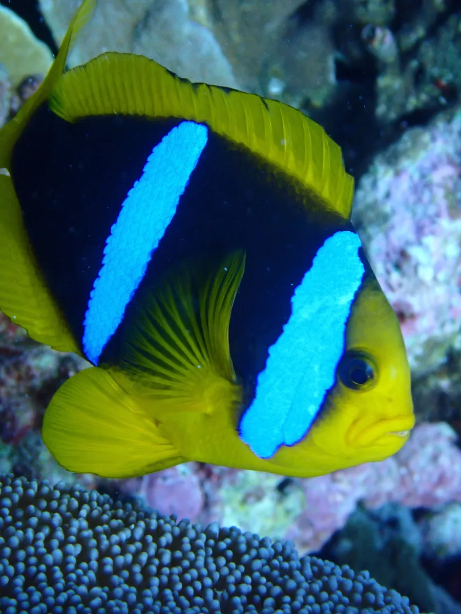 Orangefin Anemonefish
