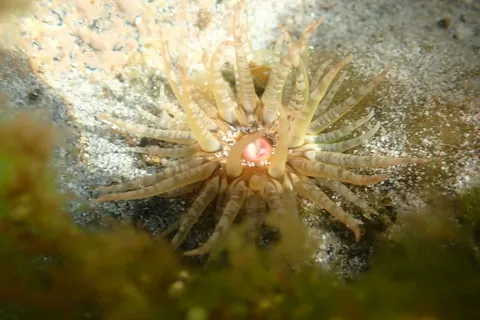 Gem Anemone