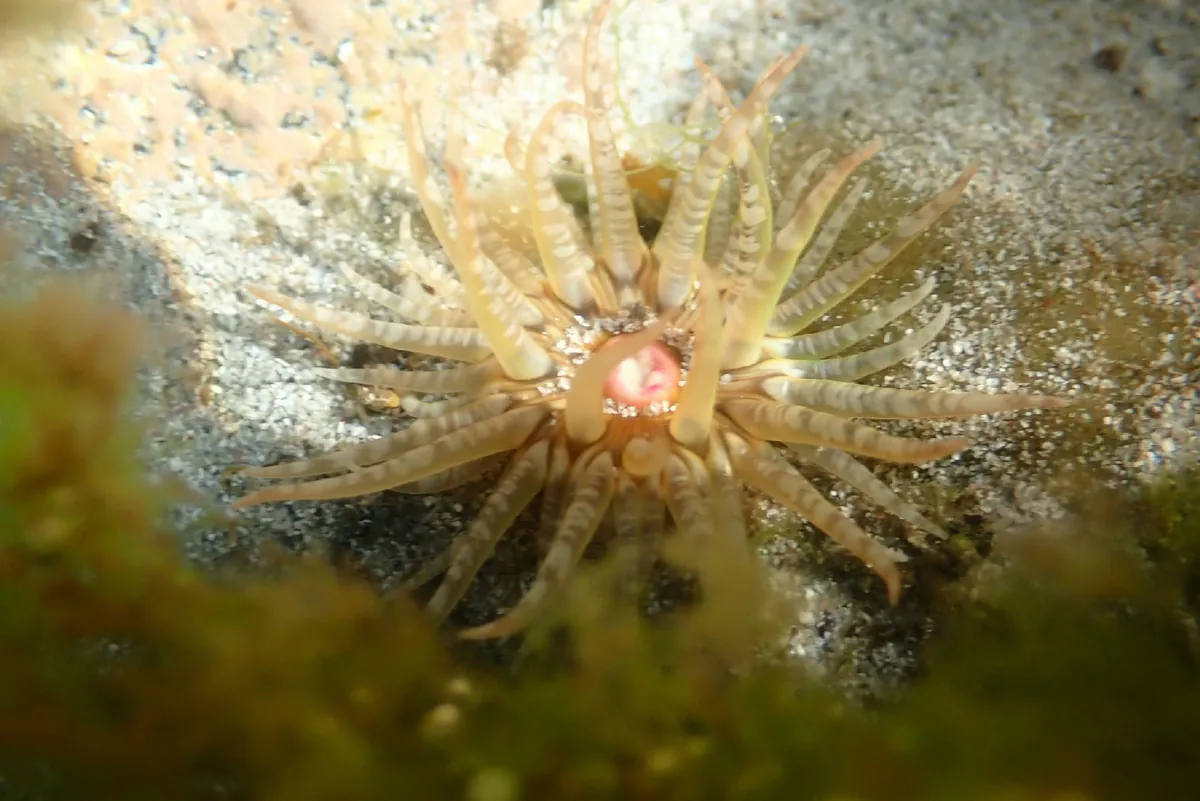 Gem Anemone