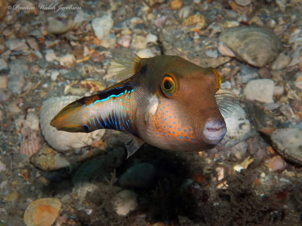 Caribbean Sharpnose Puffer