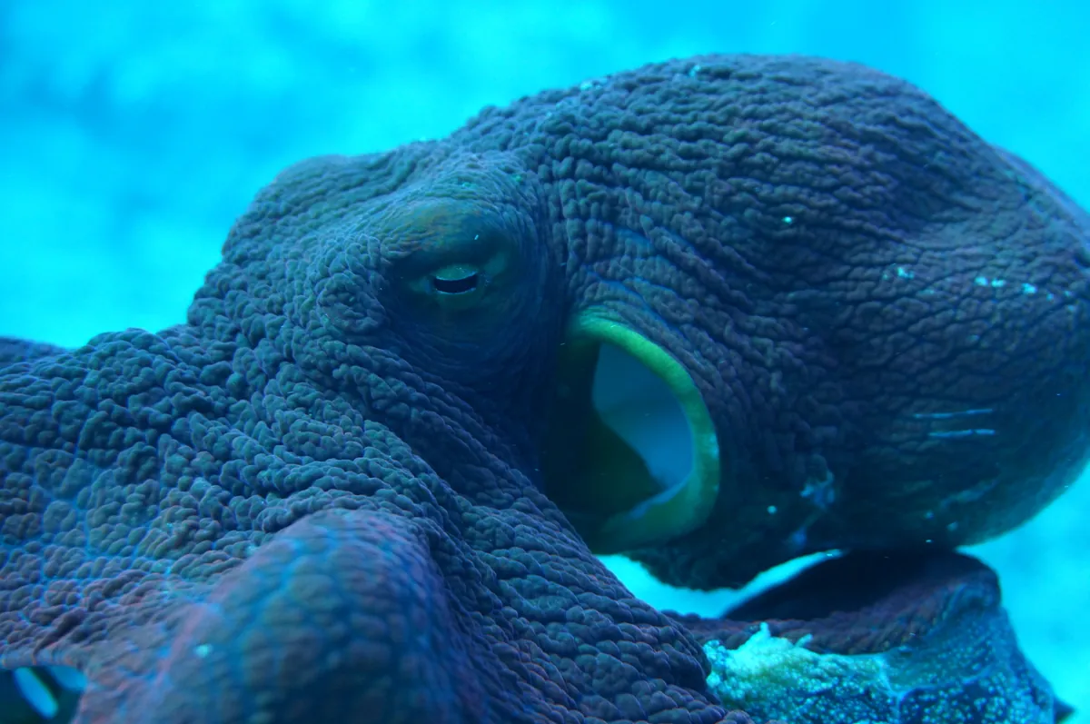Big blue octopus