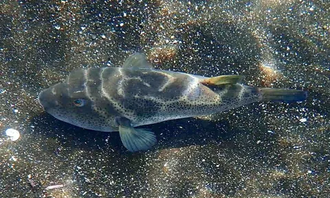 Bullseye Puffer