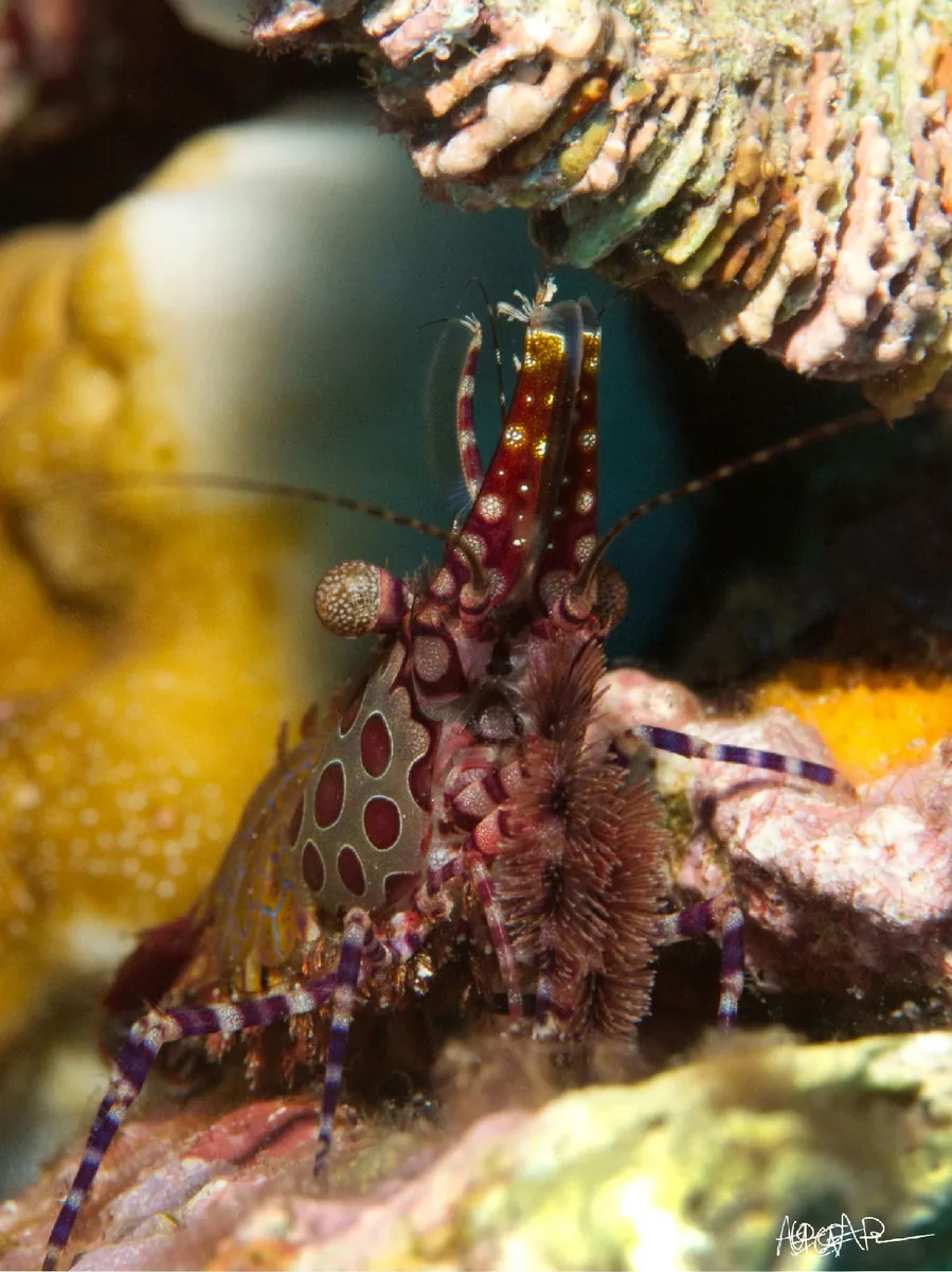 Marbled Shrimp