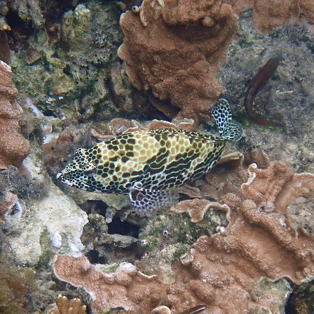 Honeycomb grouper