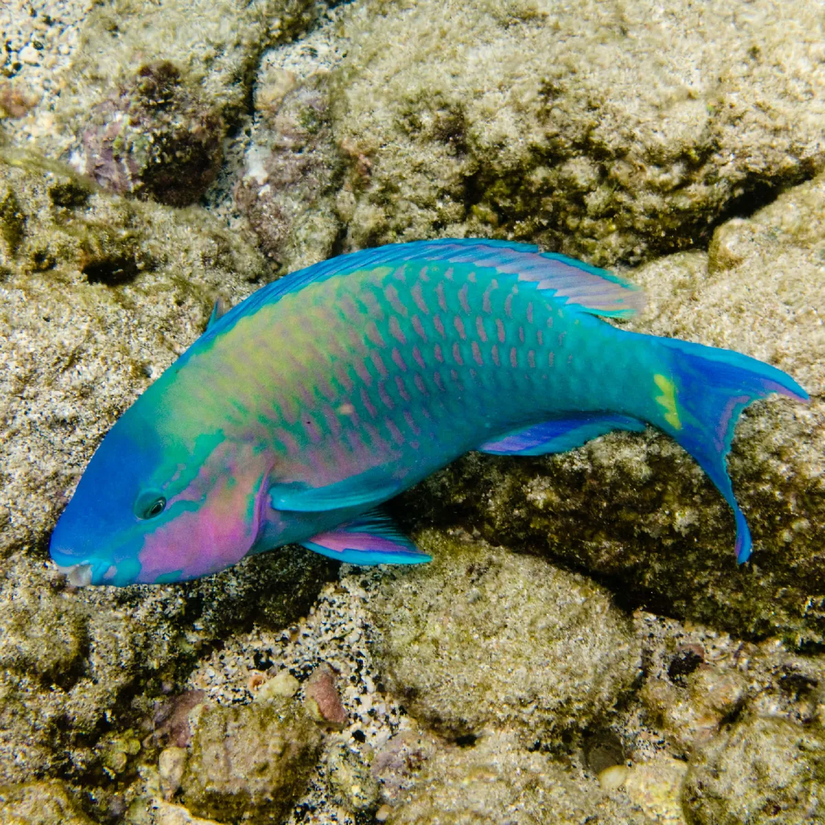 Common parrotfish