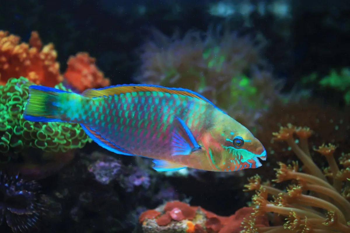 Parrotfish
