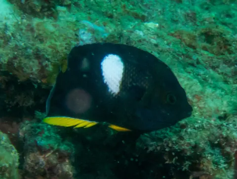 Keyhole Angelfish