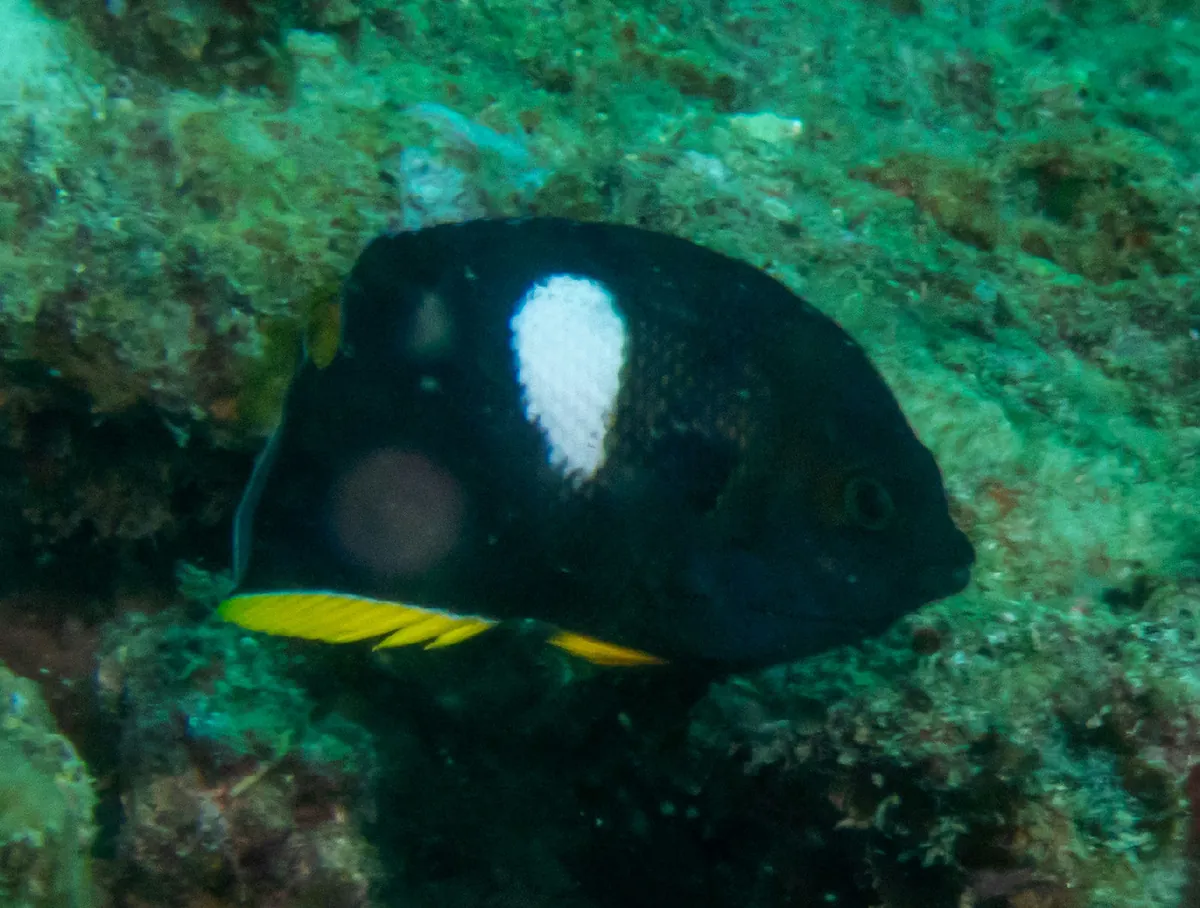 Keyhole Angelfish