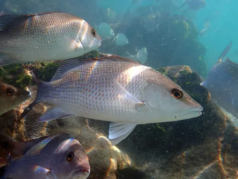 Gray Snapper