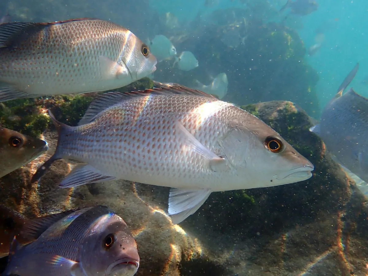 Gray Snapper