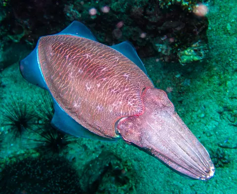 Pharaoh Cuttlefish