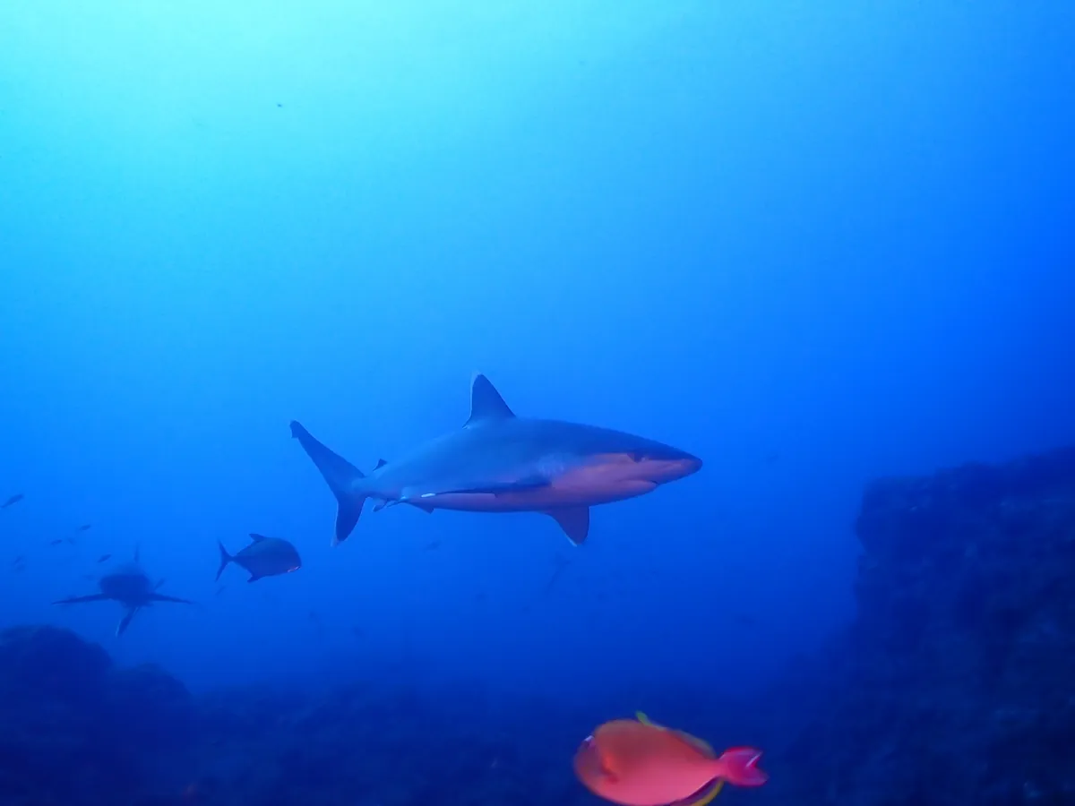 Silvertip shark