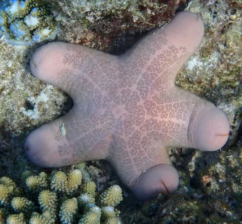Granulated Sea Star