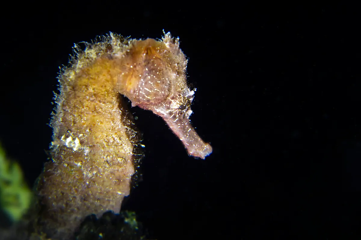 Spotted seahorse