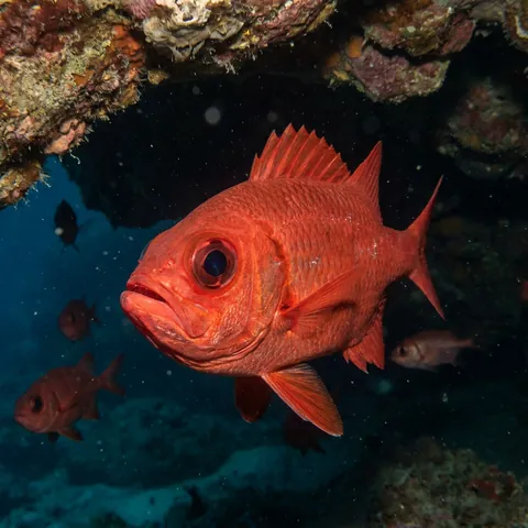 Short Bigeye