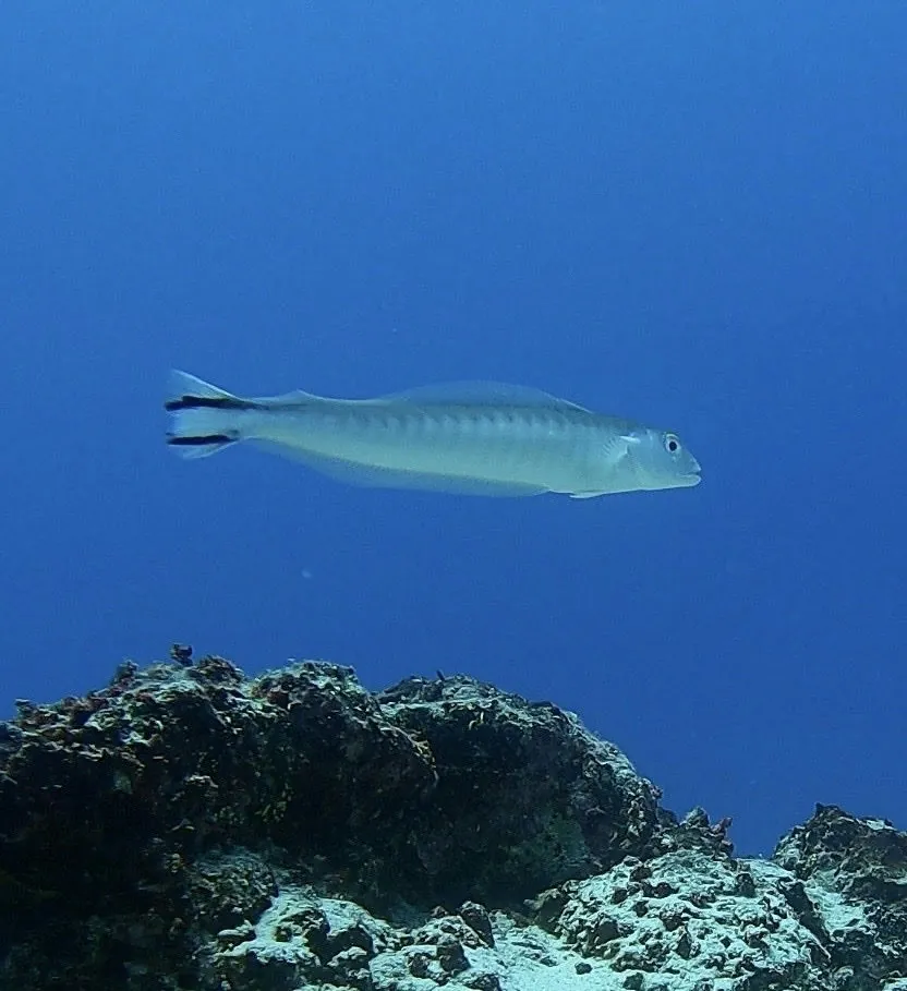 Shortnose Tilefish