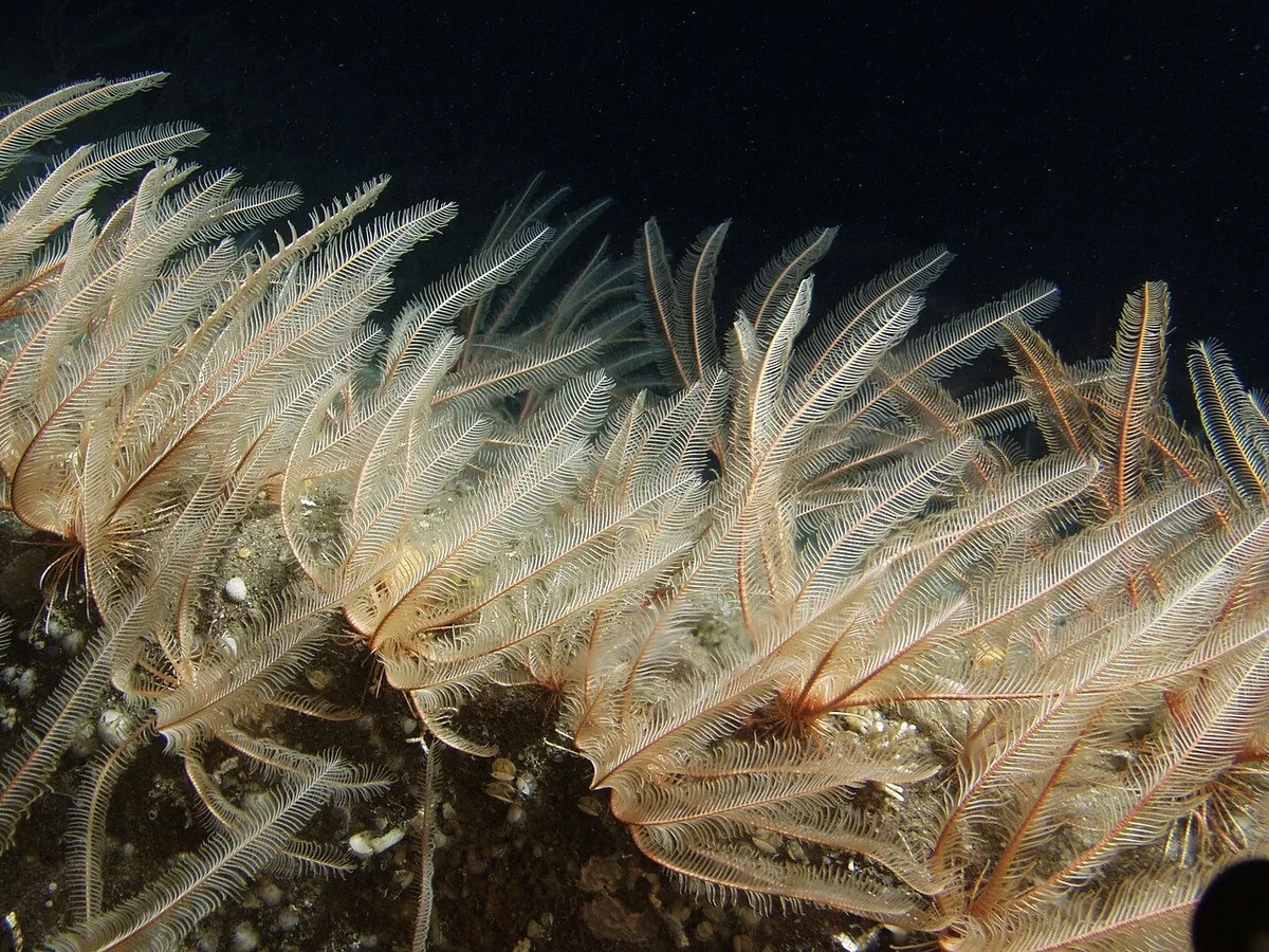 Common feather star