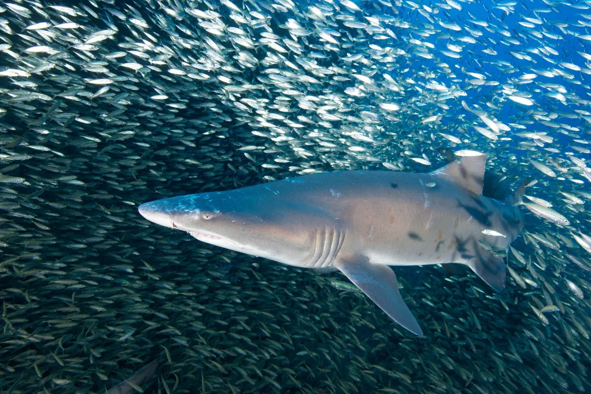 Sand tiger shark