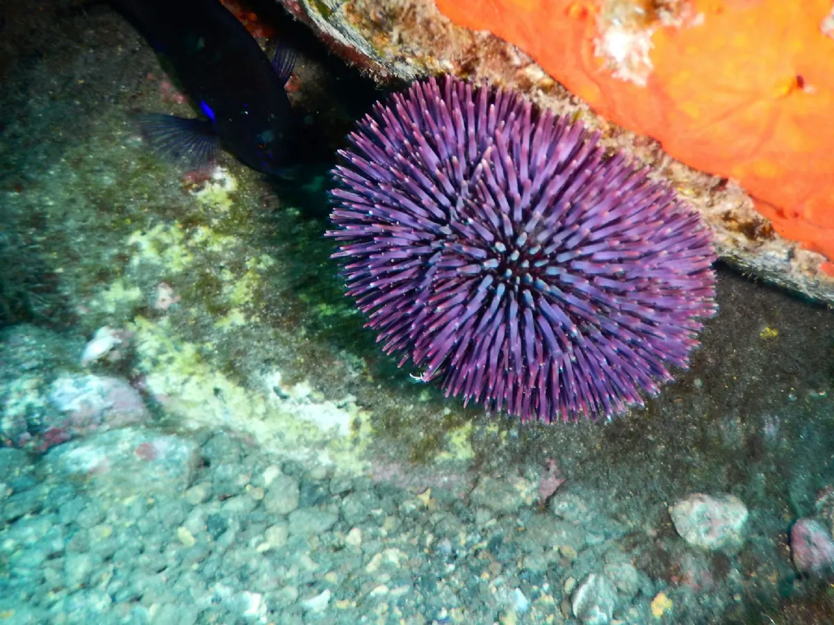 Violet Sea Urchin