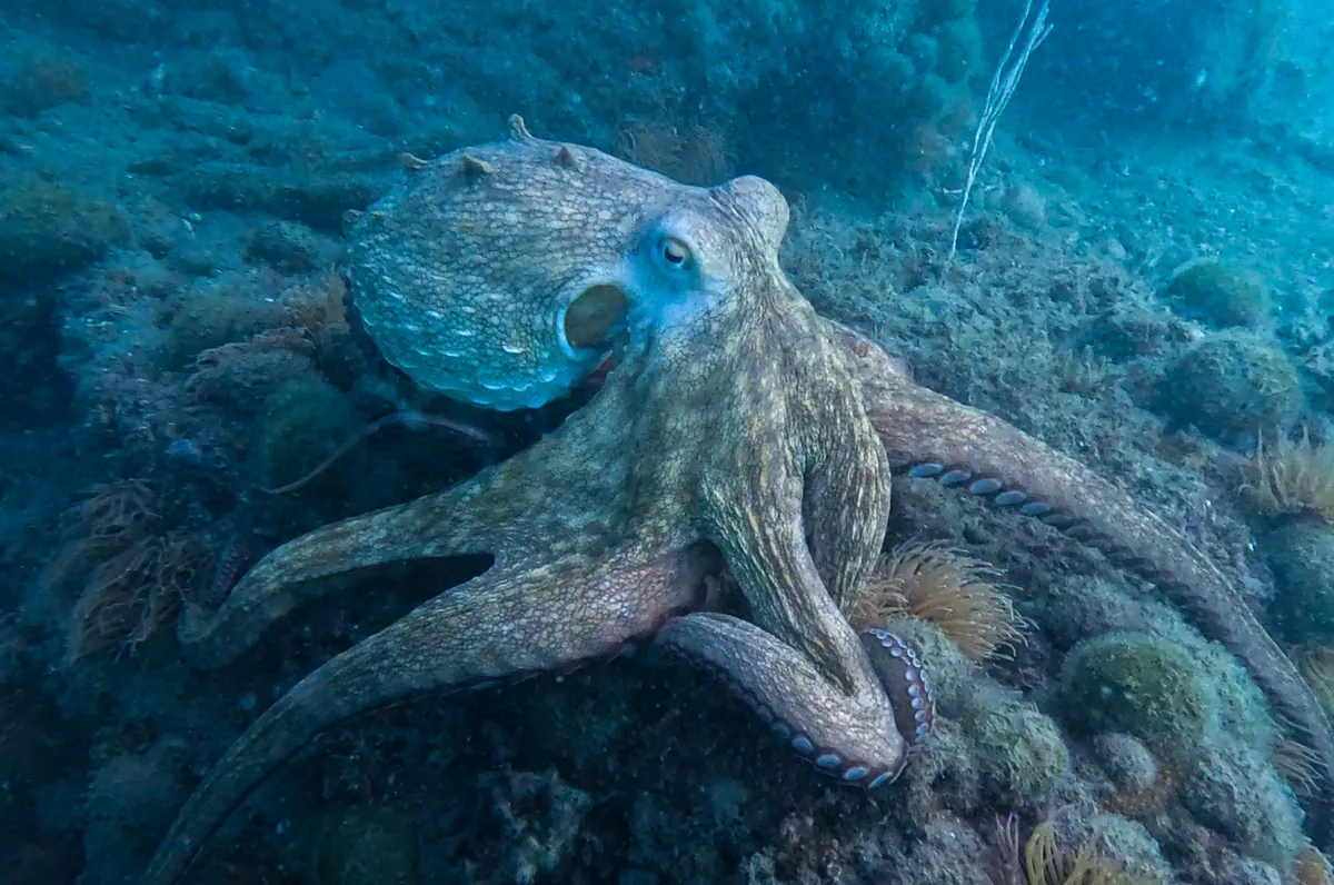 Common octopus