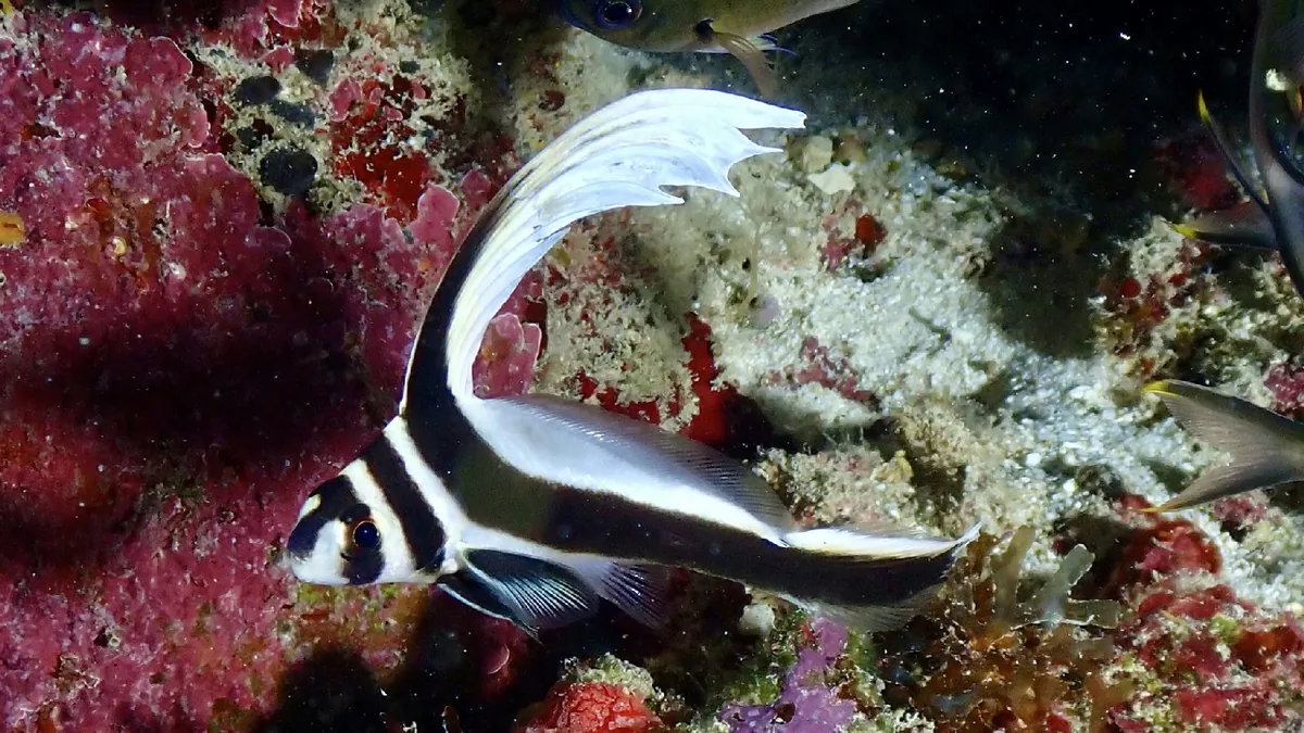 Spotted Drum