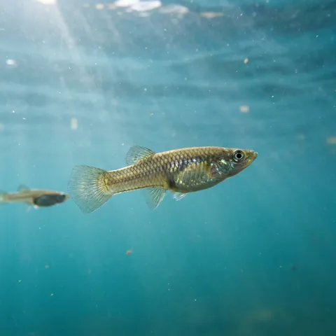 Western Mosquitofish