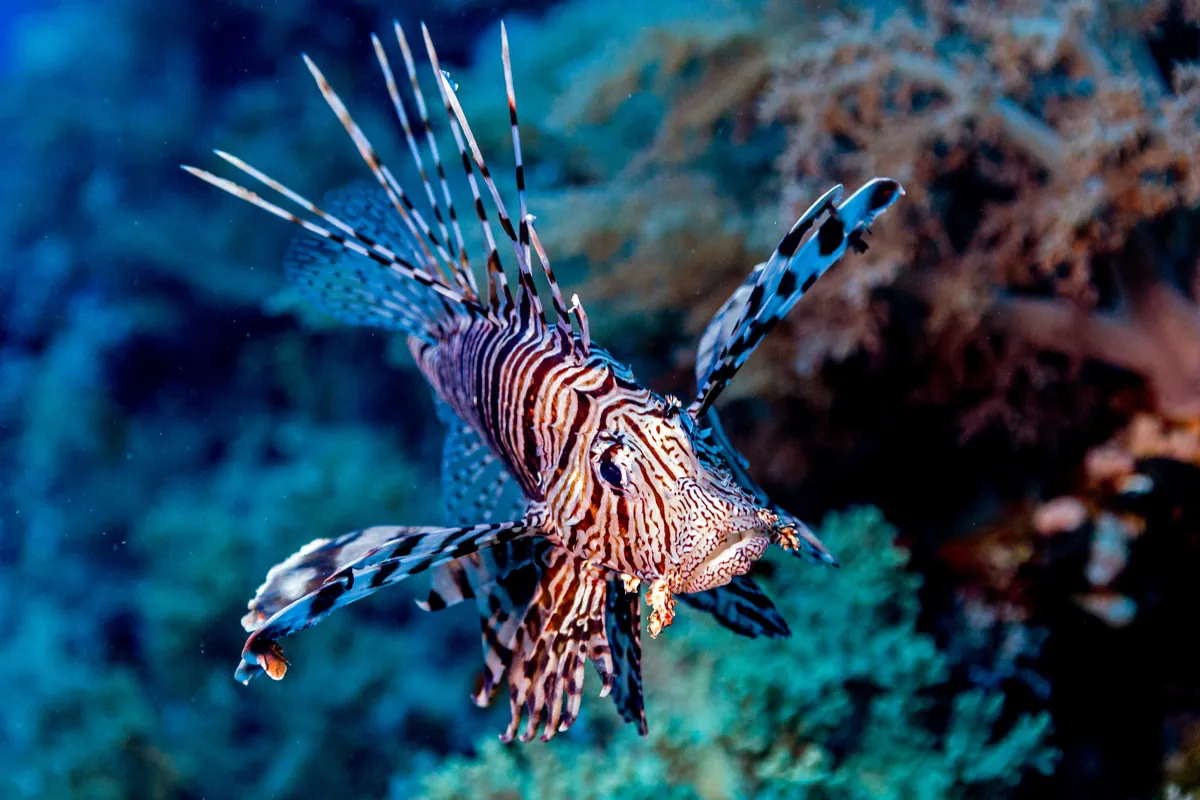 Indian Lionfish