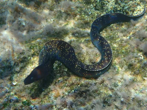 Mediterranean Moray